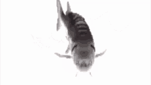 Spinning Fish